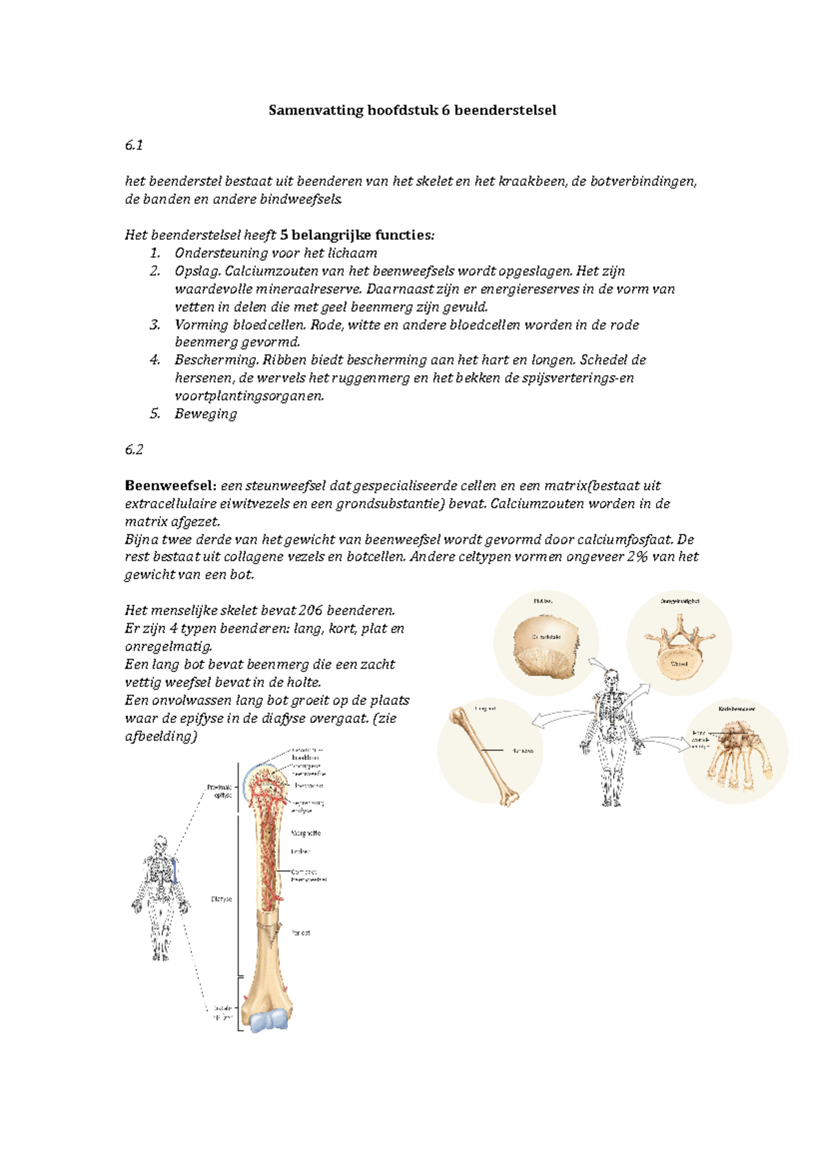 Het beenderstelsel - anatomie en fysiologie een inleiding - Biomedisch ...