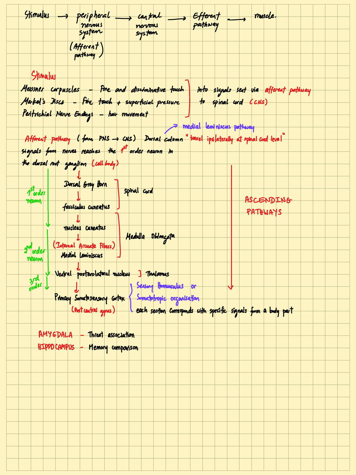 Motor Pathway: Afferent and Efferent Nervous System Overview - Studocu