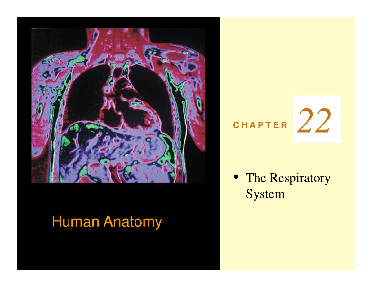 Basic Anatomy of the Respiratory System - Lecture Notes (BIO 101) - Studocu