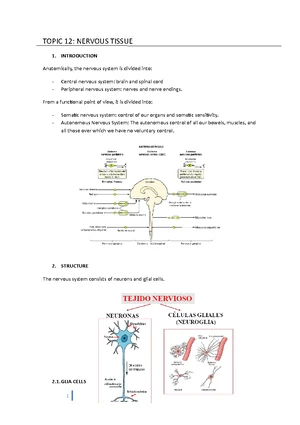 Neuron Structure - Study Notes & Assignments - Studocu
