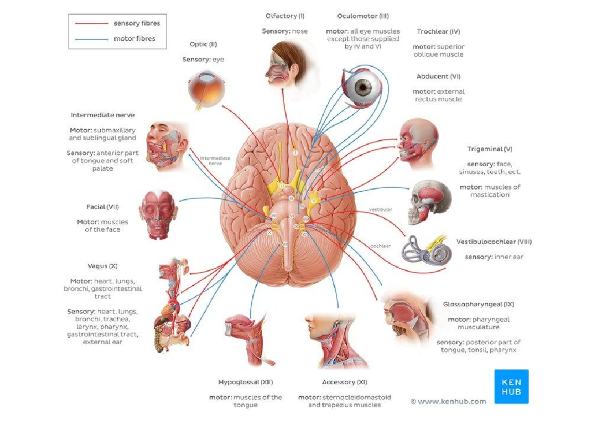 Nervous System Cranial Nerves Overview - KEN HUB Notes - Studocu