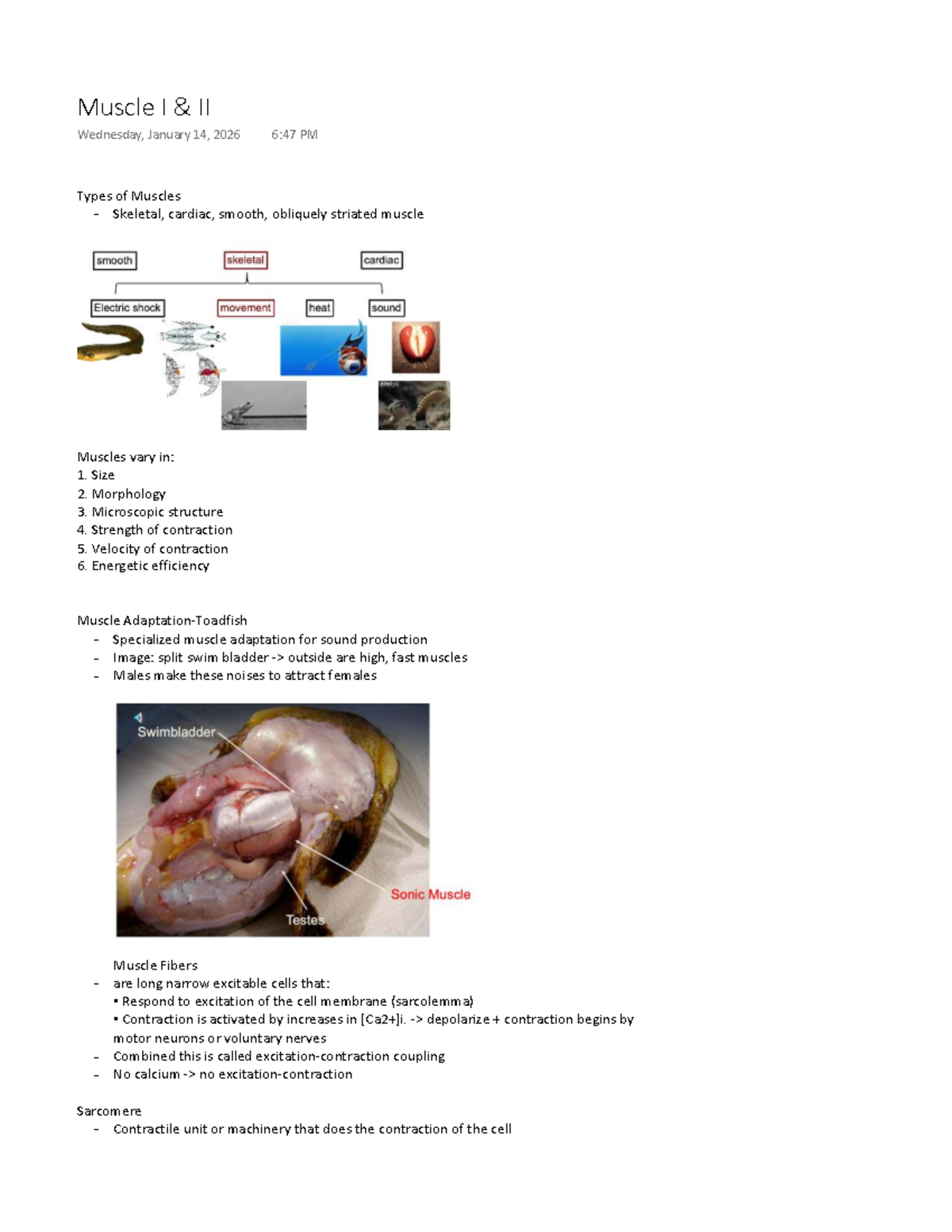Muscle I & II: Types, Functions, and Mechanisms of Contraction - Studocu