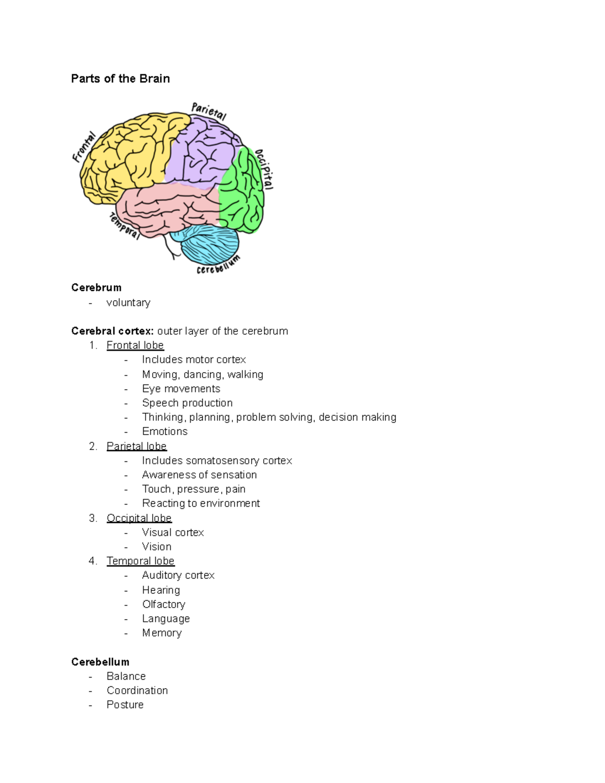 Parts of the Brain: Structure and Functions Overview - Studocu