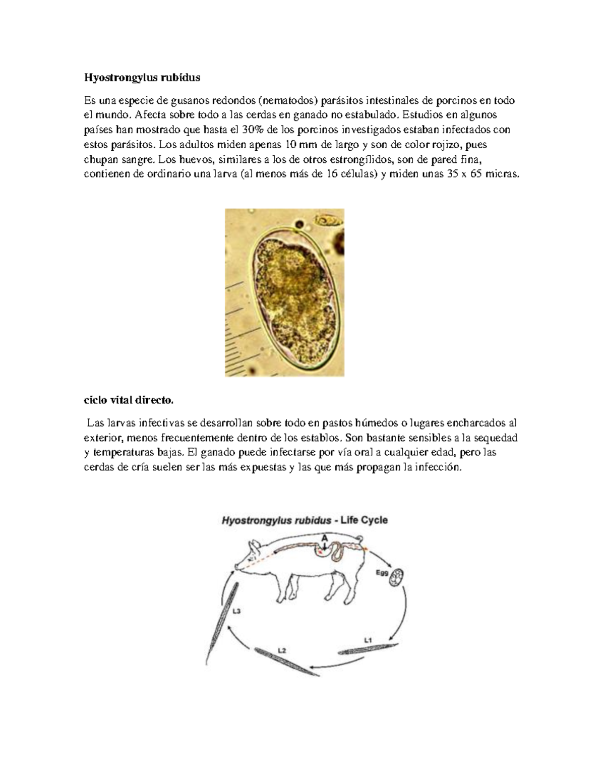 Hyostrongylus Rubidus En Cerdos