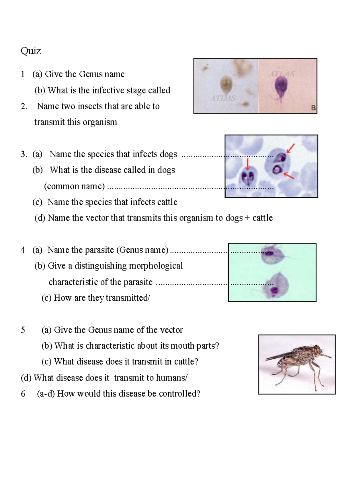 Quiz 1: Practical Questions on Parasites and Vectors in Animals - Studocu
