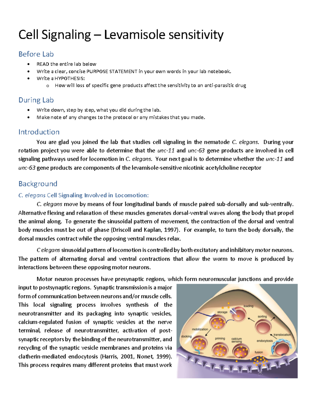 Lab Exercise: Cell Signaling and Levamisole Sensitivity in C. elegans ...