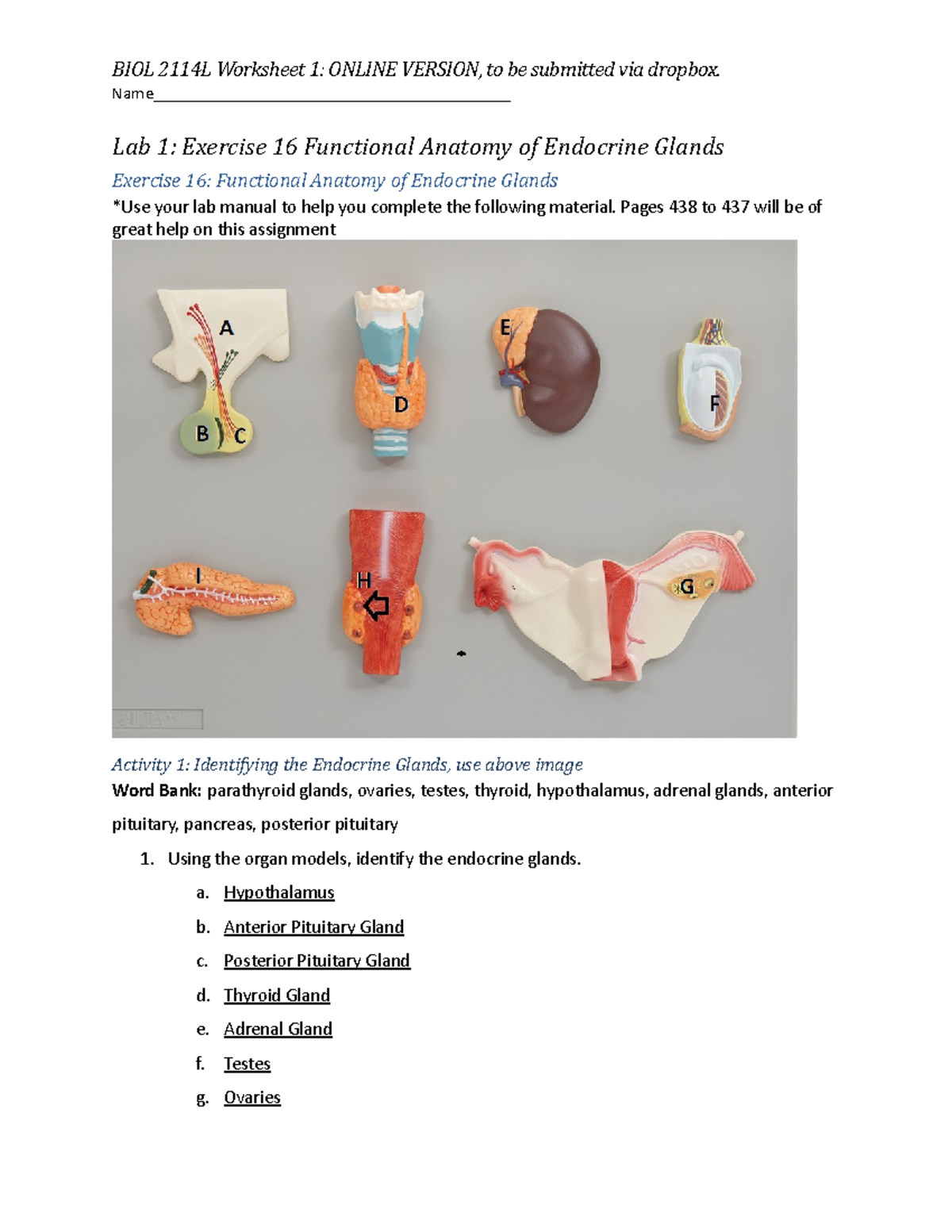 Lab 1 Worksheet: Functional Anatomy of Endocrine Glands - BIOL 2114L ...