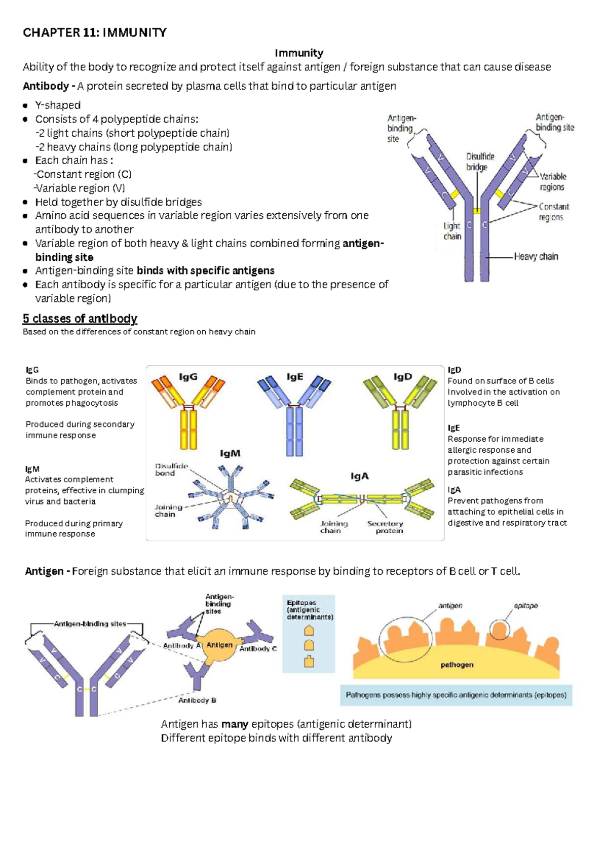 Chapter 11 Immunity: Key Concepts and Mechanisms in Immune Response ...