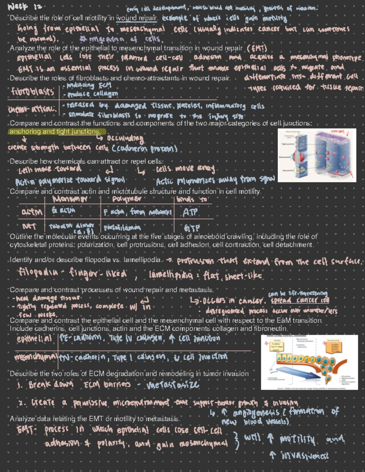 BIOL230W Week 11 Lecture notes on the extracellular matrix - Studocu