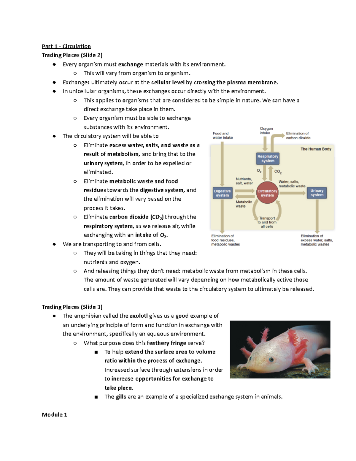 BIOL 102 Cardiovascular System Part 1 Notes (Circulation) - Part 1 ...
