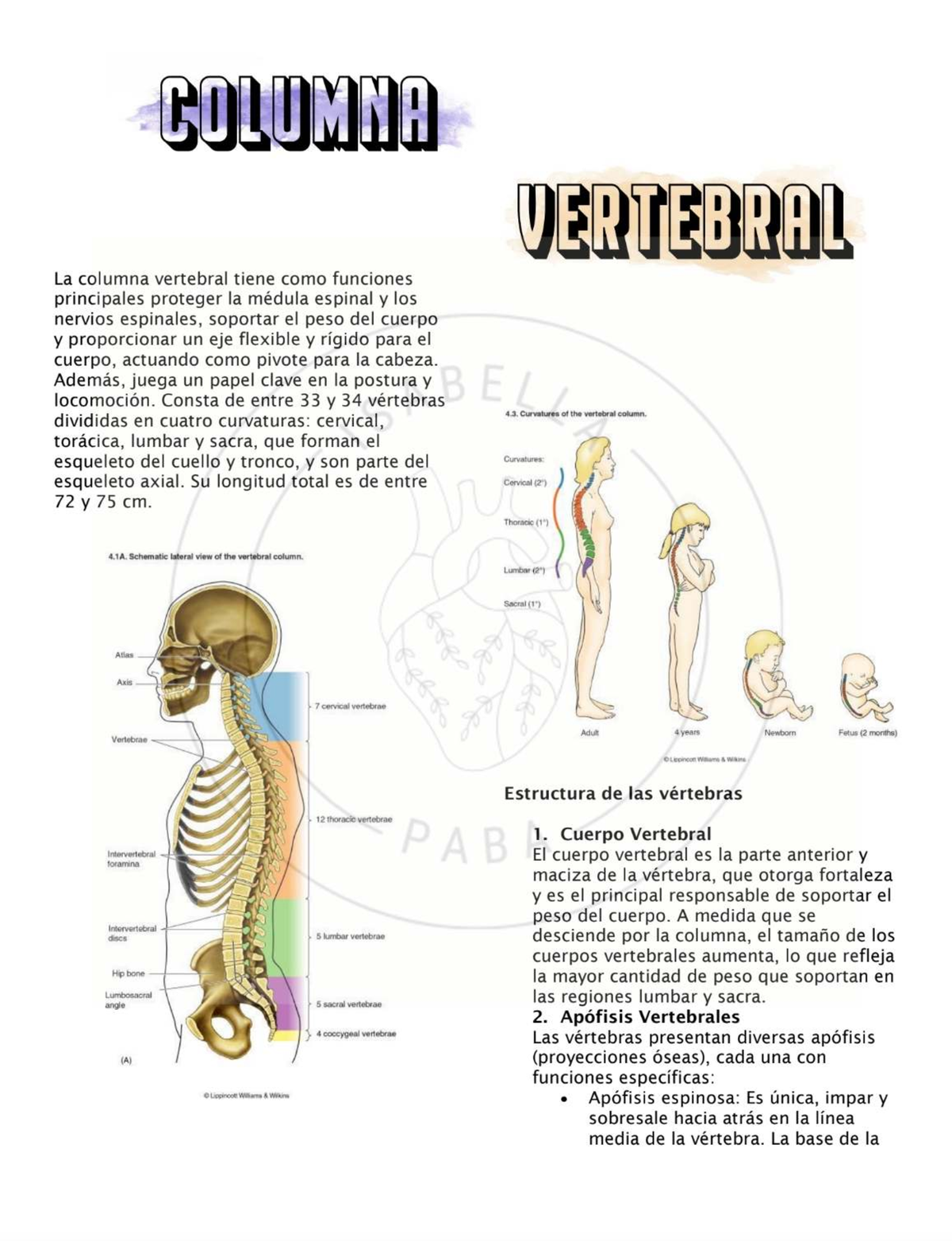 Estructura y Función de la Columna Vertebral - Anatomía y Fisiología ...
