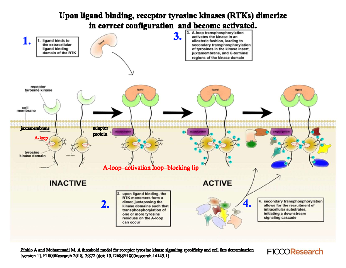 Receptor Tyrosine Kinase Dimerization: Mechanisms and Signaling - Studocu