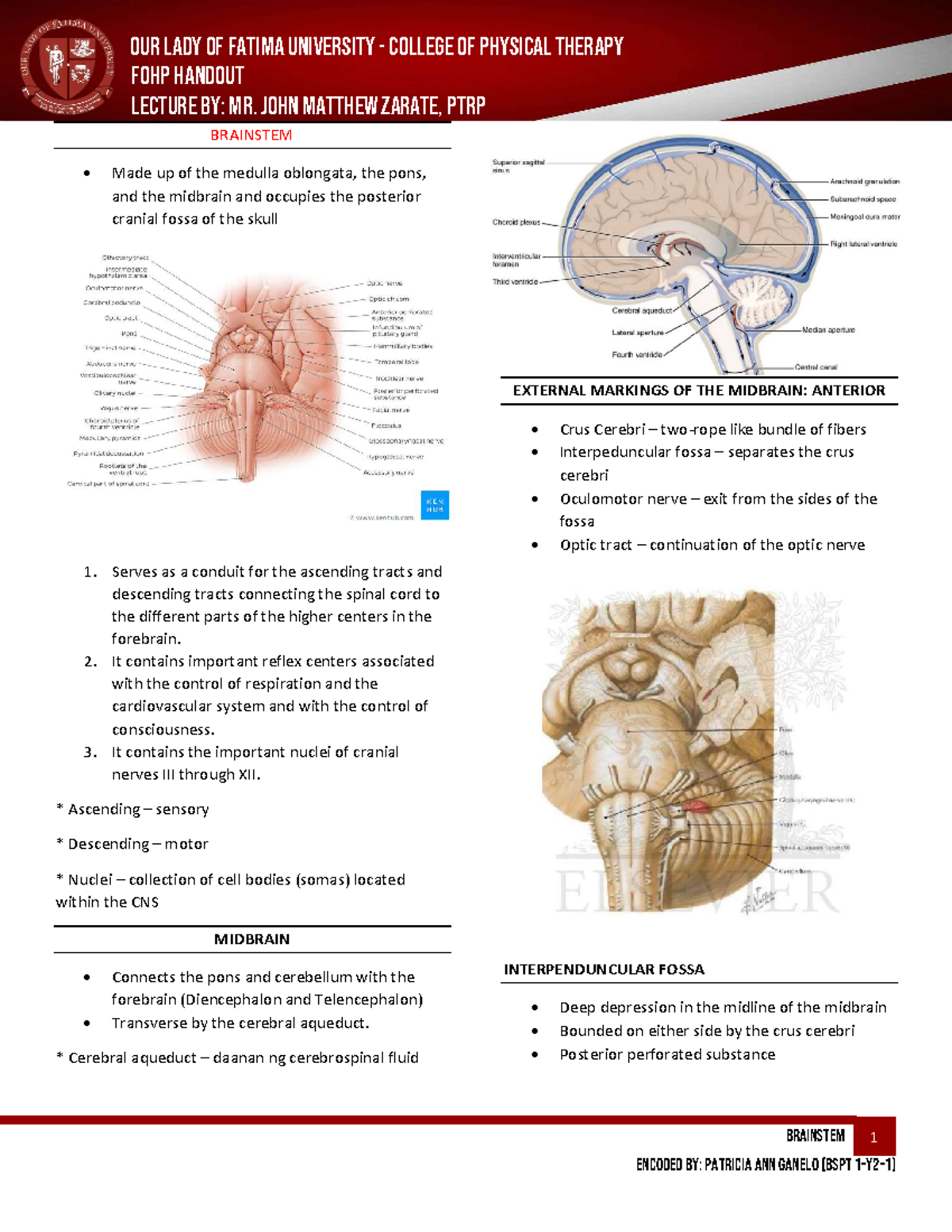 Lecture Notes on Brainstem Anatomy and Functions (FOHP 07) - Studocu