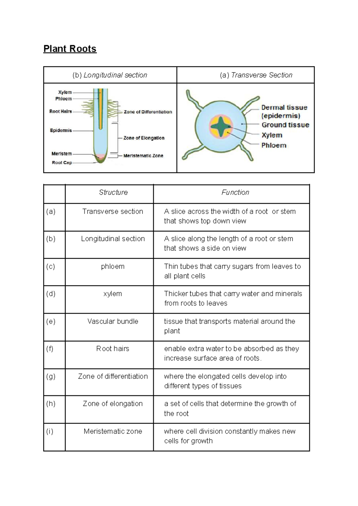 S5. Plant Roots: Structure and Function of Root Sections - Studocu