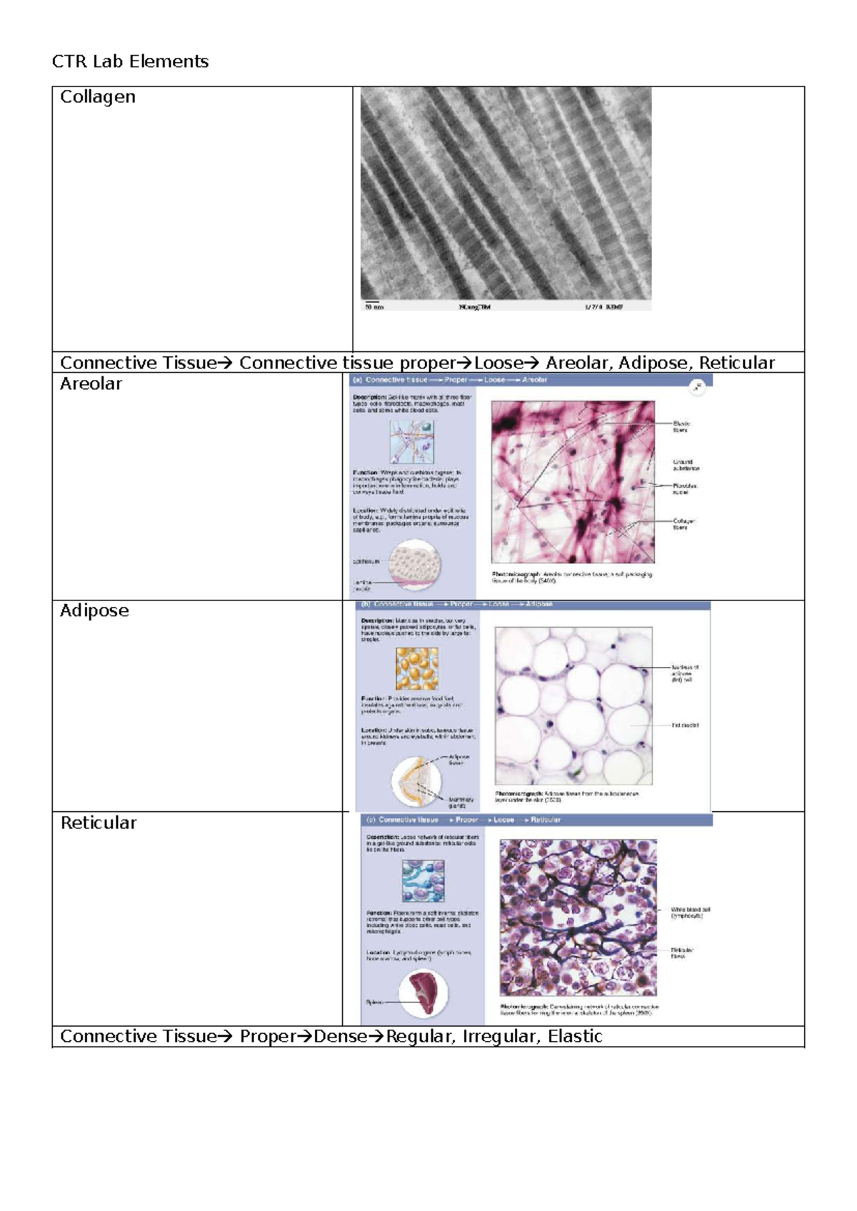 Histology Slides CTR - 1014MSC - CTR Lab Elements Collagen Connective ...