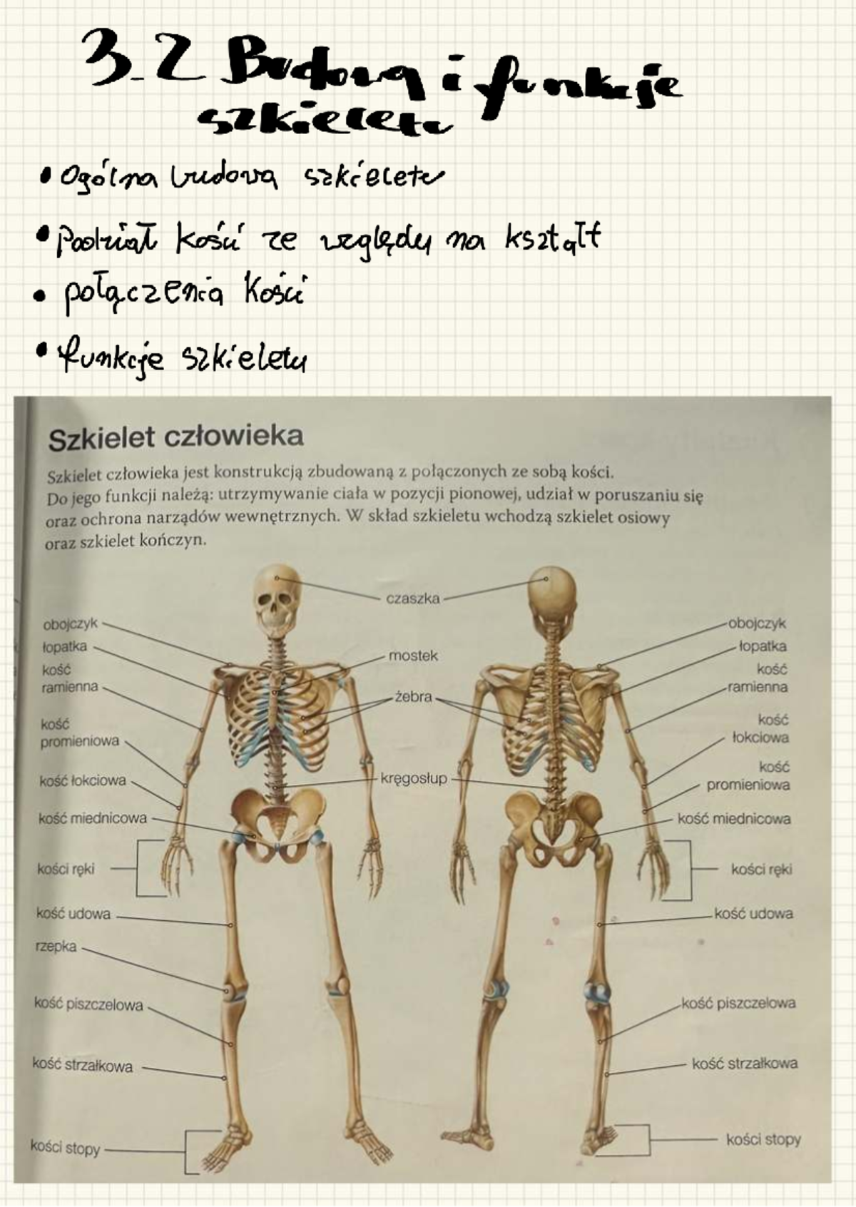 3.2 Budowa i Funkcje Szkieletu Człowieka - Układ Ruchu - Studocu