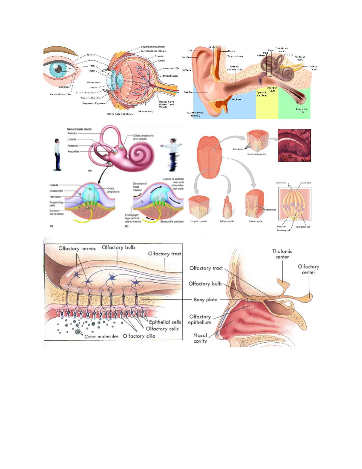 Sense Organs: Diagrams Cheat Sheet for ANAT 101 Final Exam - Studocu
