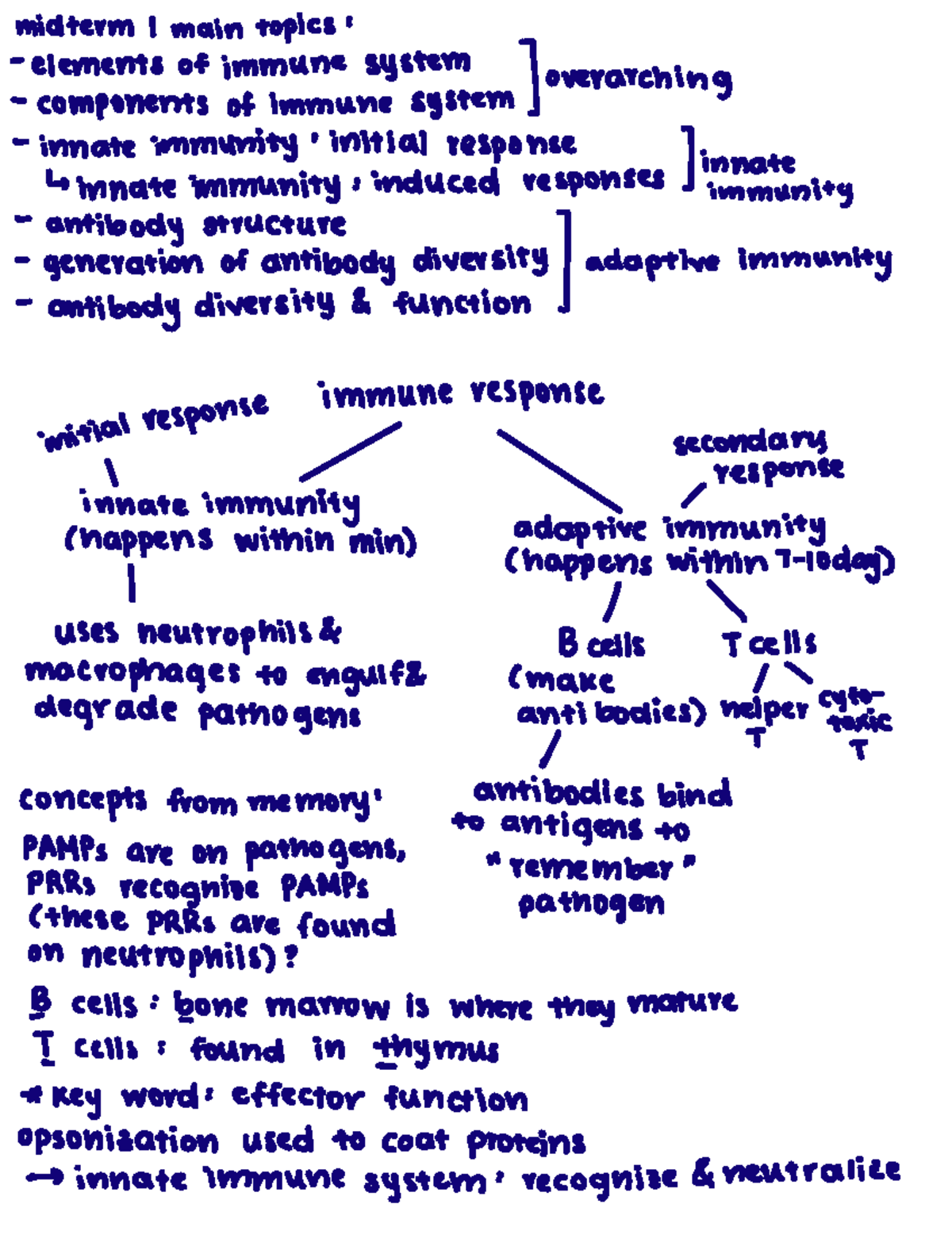 Immunology Midterm 1: Core Topics on Immune System Mechanisms - Studocu