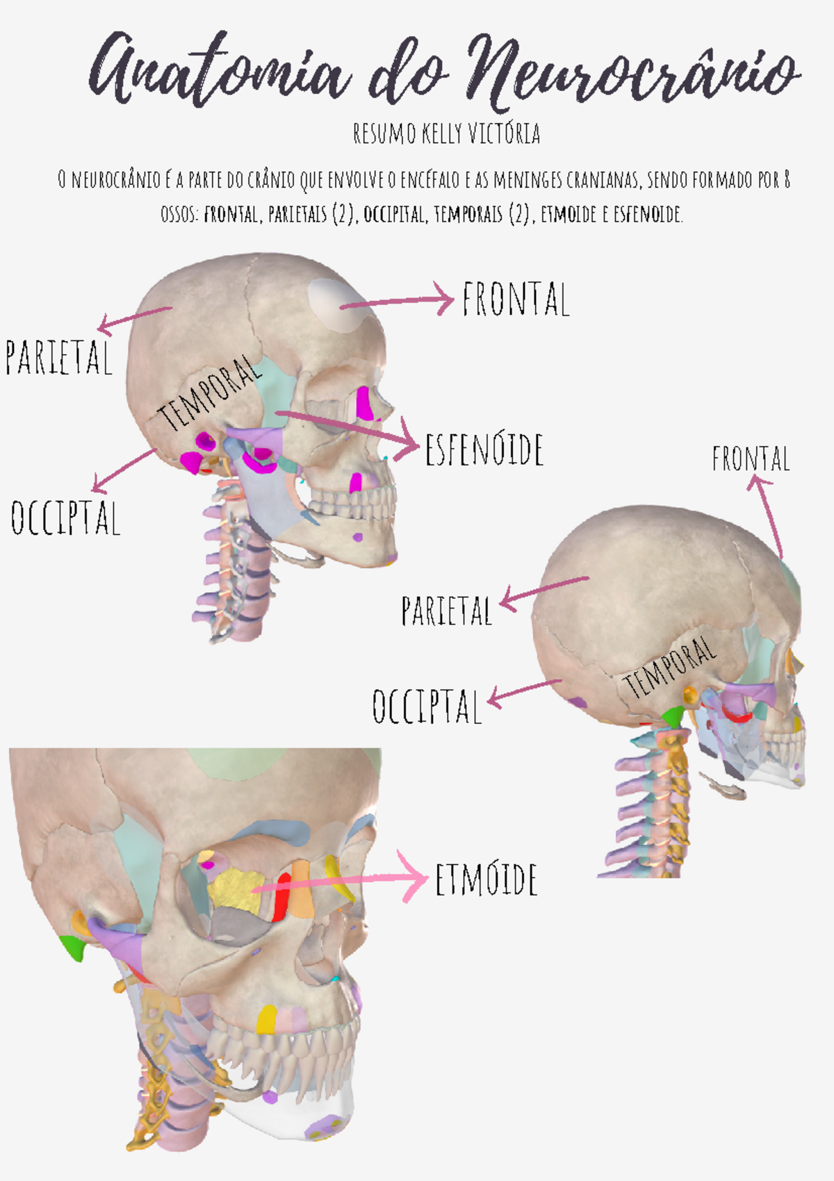 Anatomia do Neurocrânio: Estudo dos Ossos Cranianos e Suturas