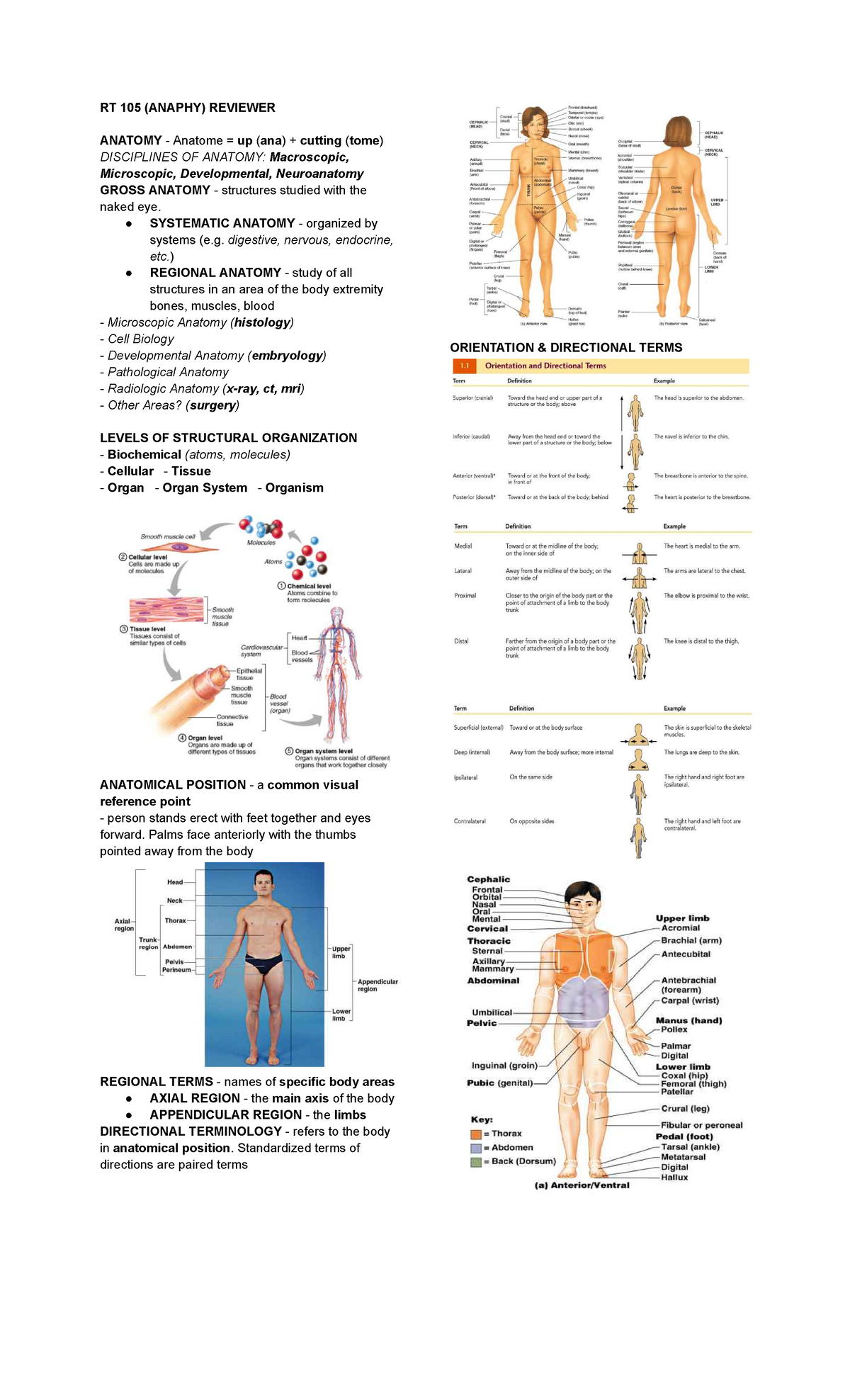 RT 105 Anatomy Final Exam Reviewer: Key Concepts and Structures - Studocu