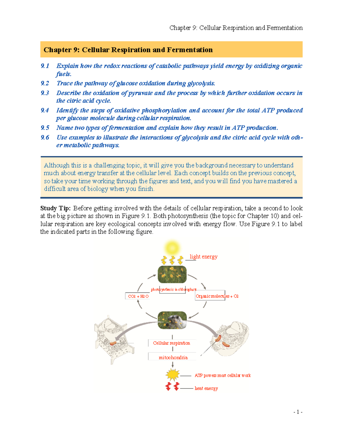Cellular Respiration and Fermentation - Studocu