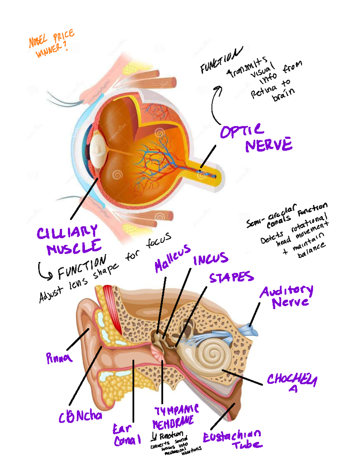 BIOL270: Study Guide for Exam 3 - Vision, Auditory, and Olfactory ...