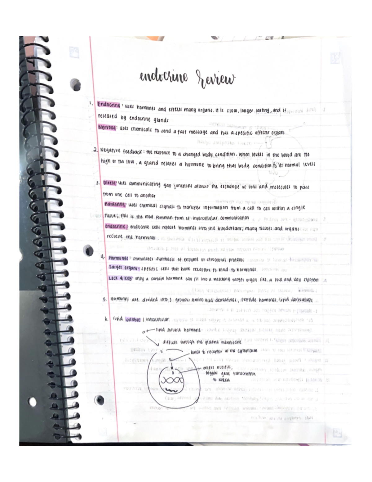 Endocrine System Overview and Key Concepts Notes - Studocu