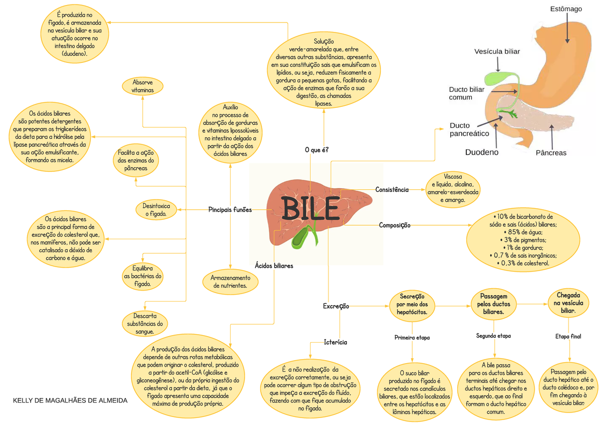 Ações da bile - mapa mental - KELLY DE MAGALHÃES DE ALMEIDA BILE O que ...