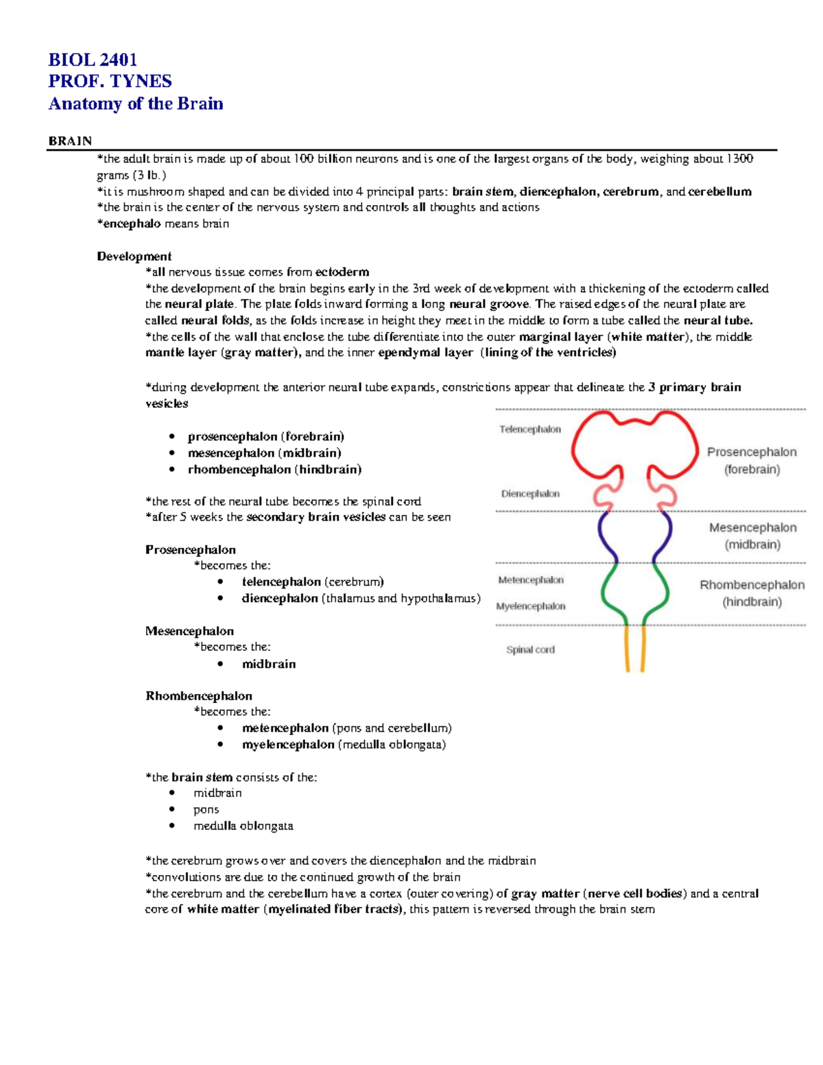 BIOL 2401: Comprehensive Overview of Brain Anatomy and CSF Functions ...