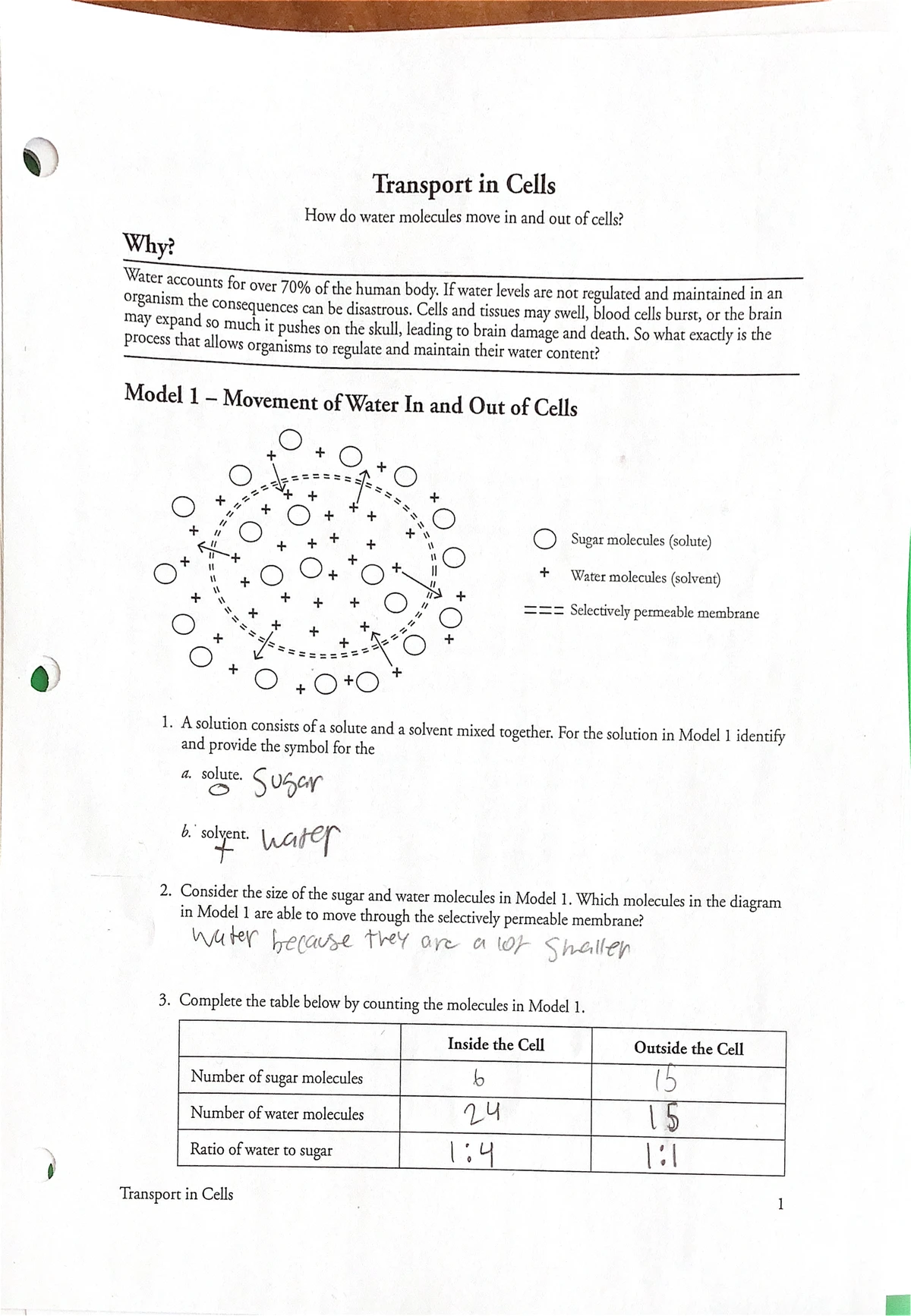 DNA Mutation Simulation Worksheet - Key Concepts and Exercises - Studocu