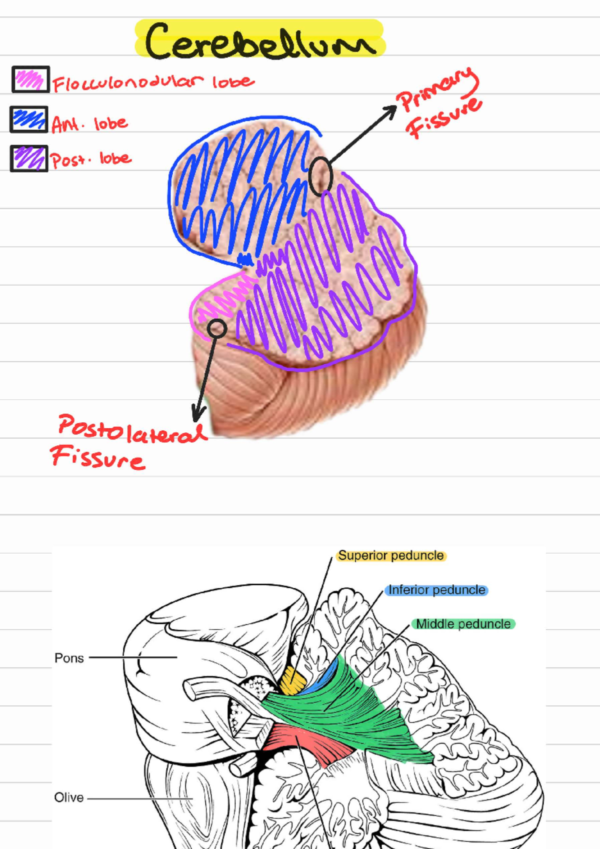 Cerebellum & Basal Ganglia Anatomy Notes (250515, 163657) - Studocu