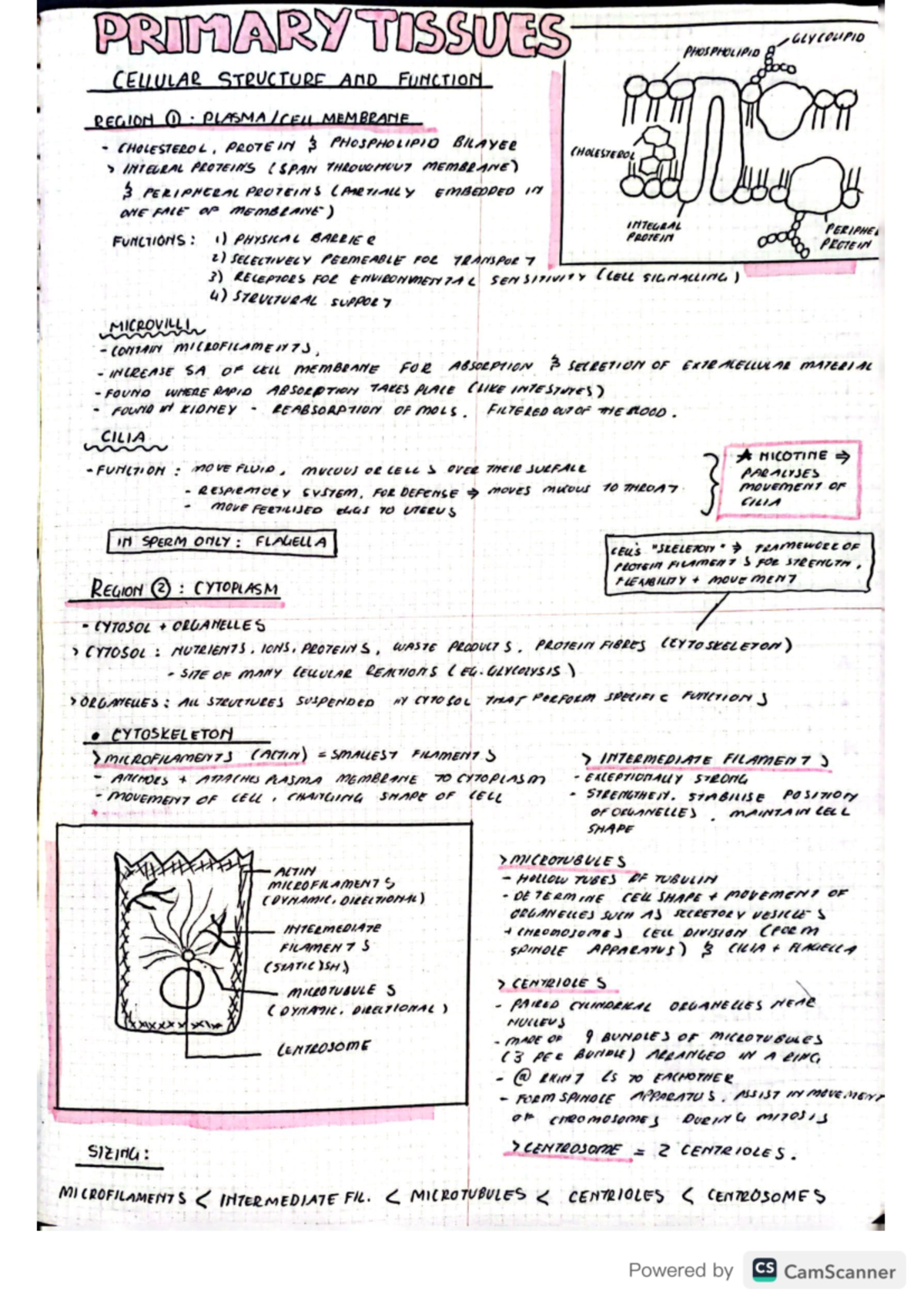 Tissues, Membrane Physiology and Embryology Notes - HUB2019F - Studocu