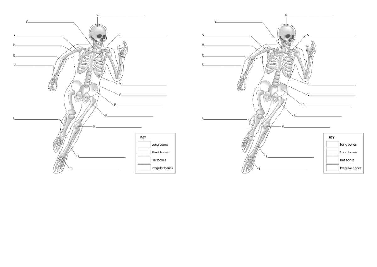 Unit 1 - Bones & Muscles: Structure & Function Diagrams - Studocu
