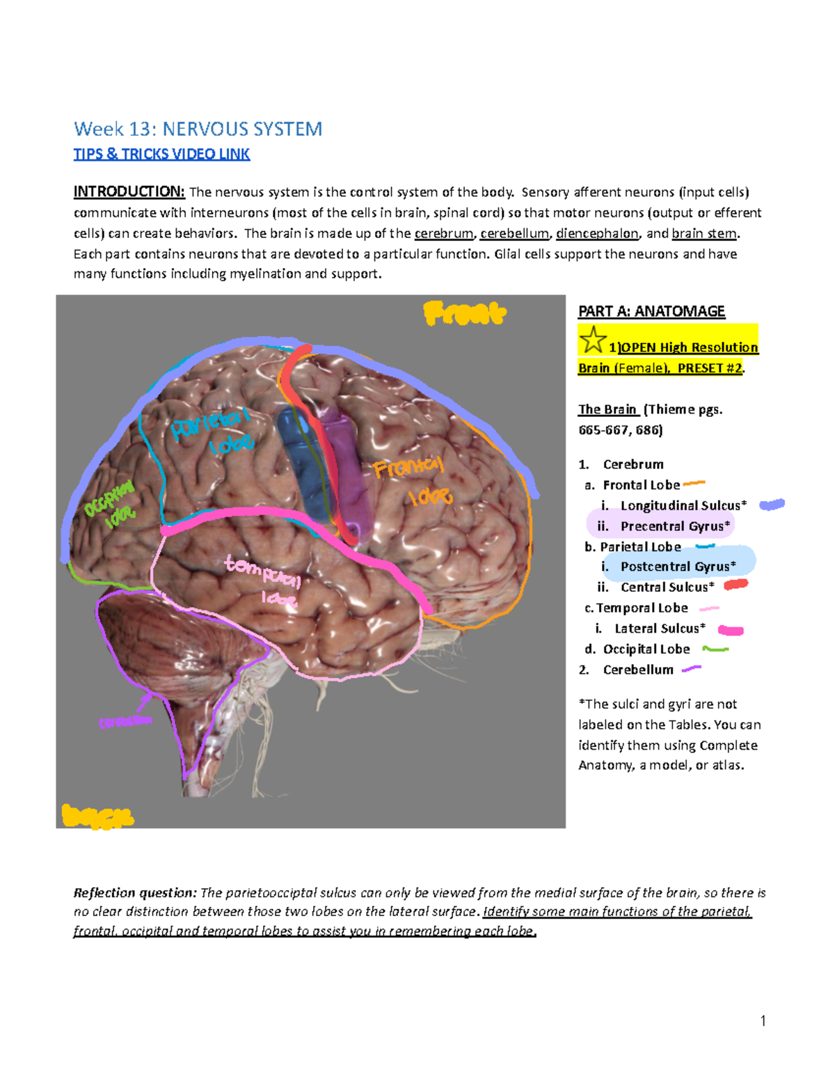 Week 13: Nervous System Overview and Key Concepts for Quiz - Studocu