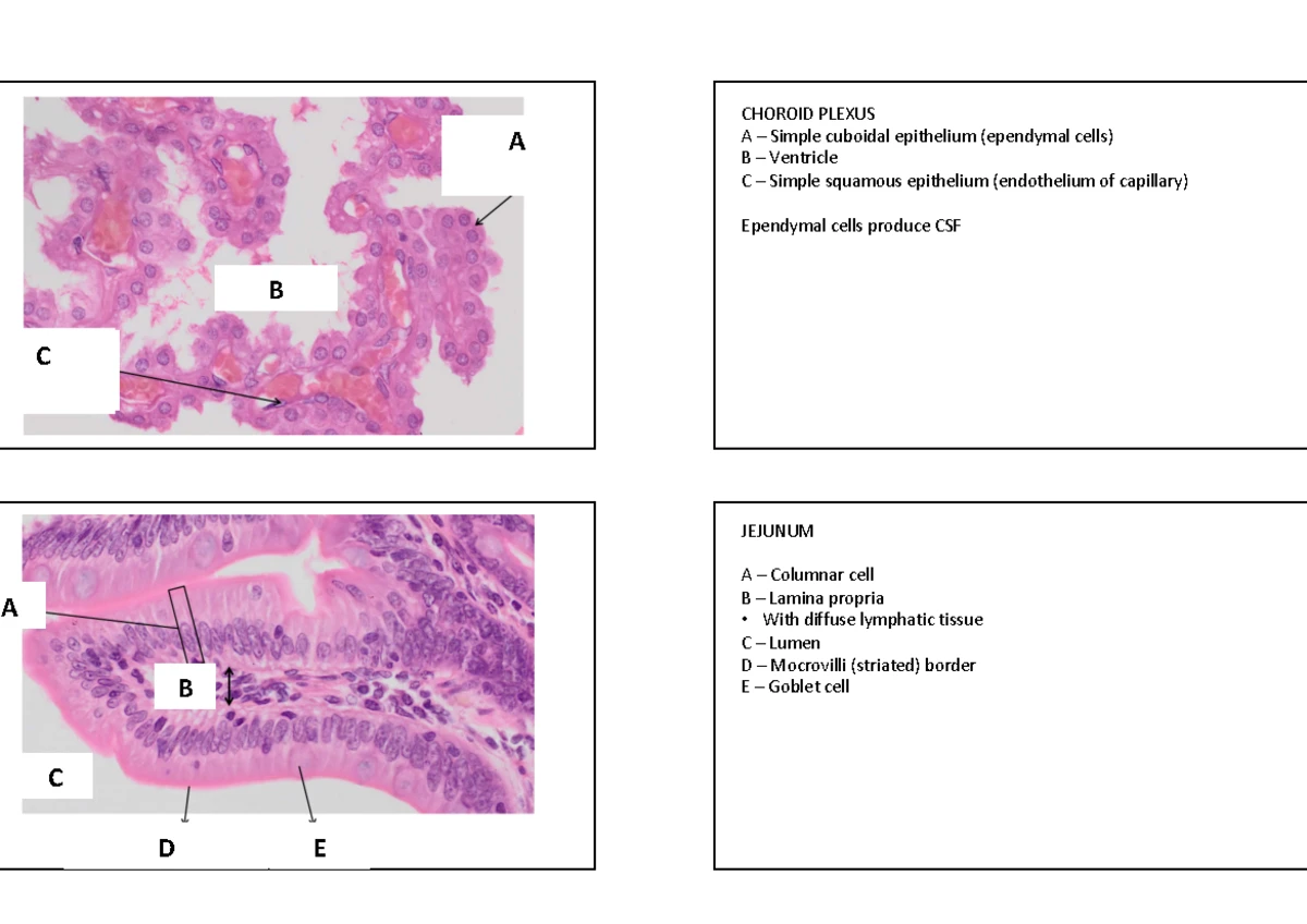 Fetal Development and Maternal Changes: An Overview - The Fetal Period ...