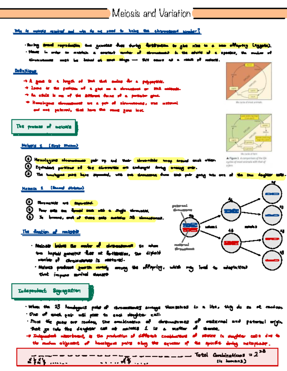 Meiosis and Variation - Key Concepts and Definitions for Exam - Studocu
