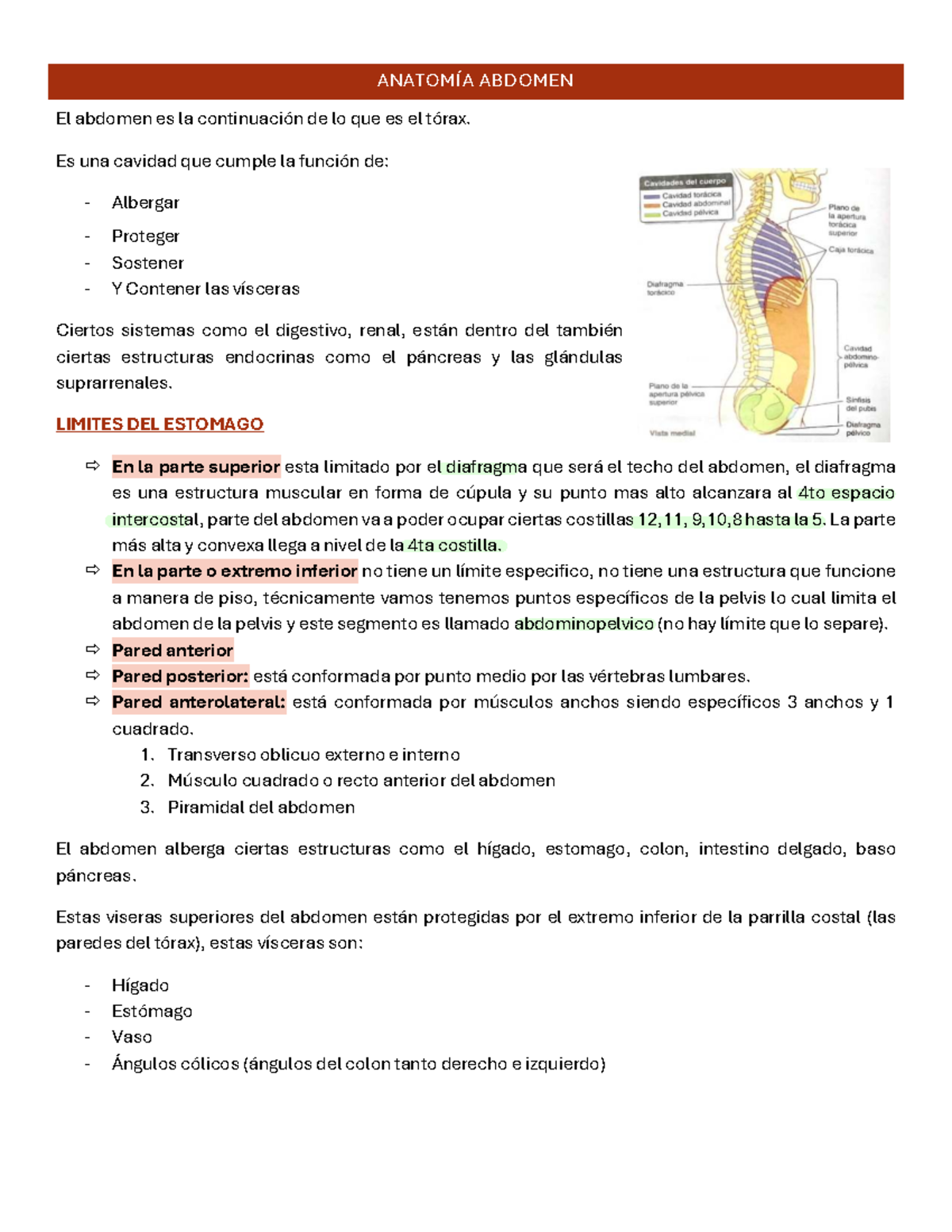 ANATOMÍA DEL ABDOMEN: Estructuras y Funciones (Curso: ANAT 101) - Studocu
