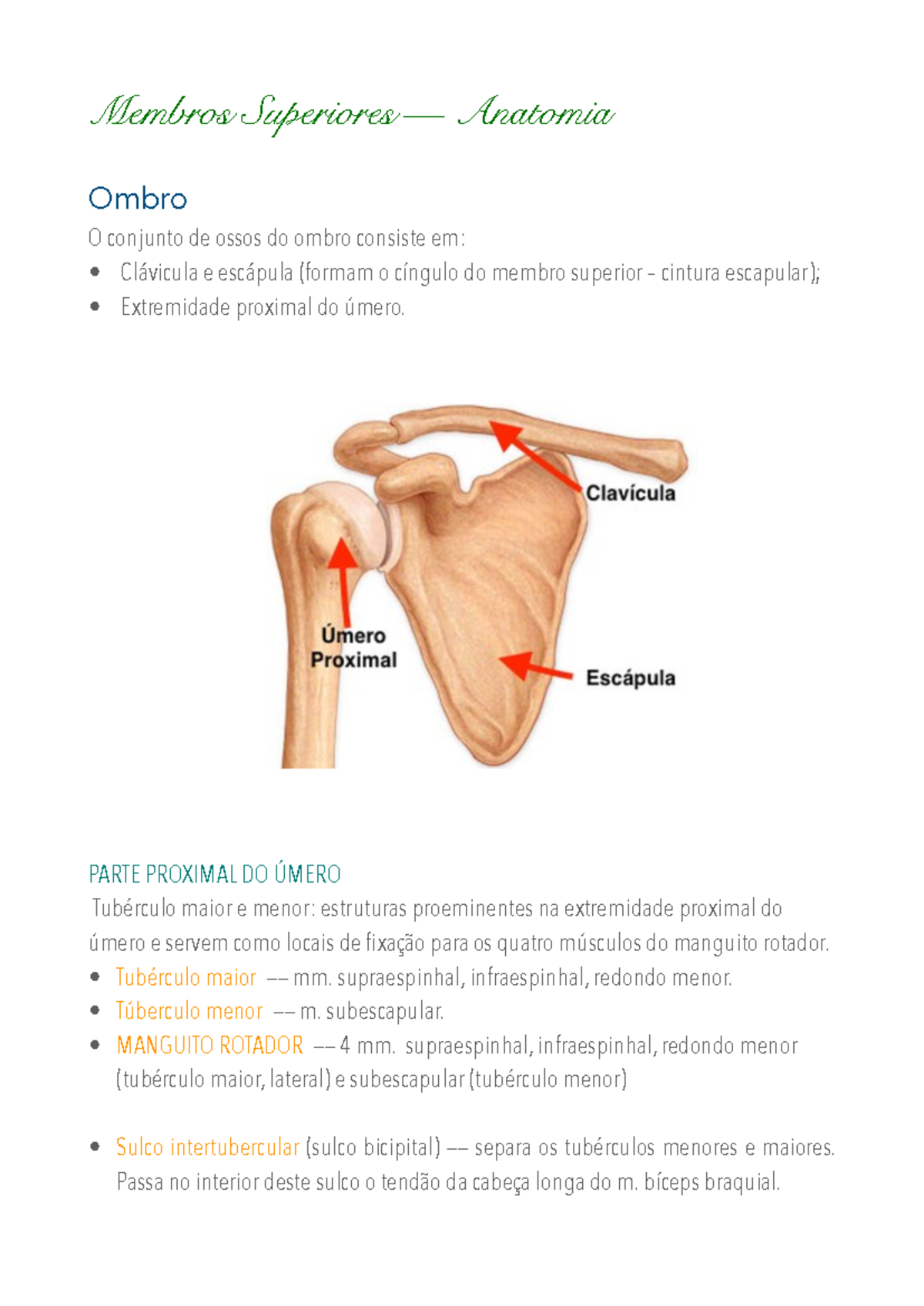 Diagrama Muscular Do Membro Superior Músculos Membros Superiores