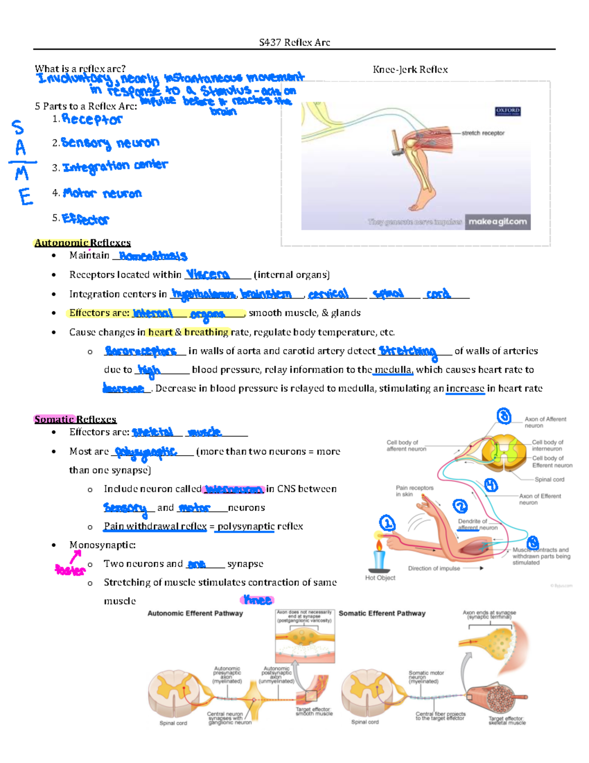 Reflex Arc Overview - S437 Lecture Notes - S437 Reflex Arc What is a ...