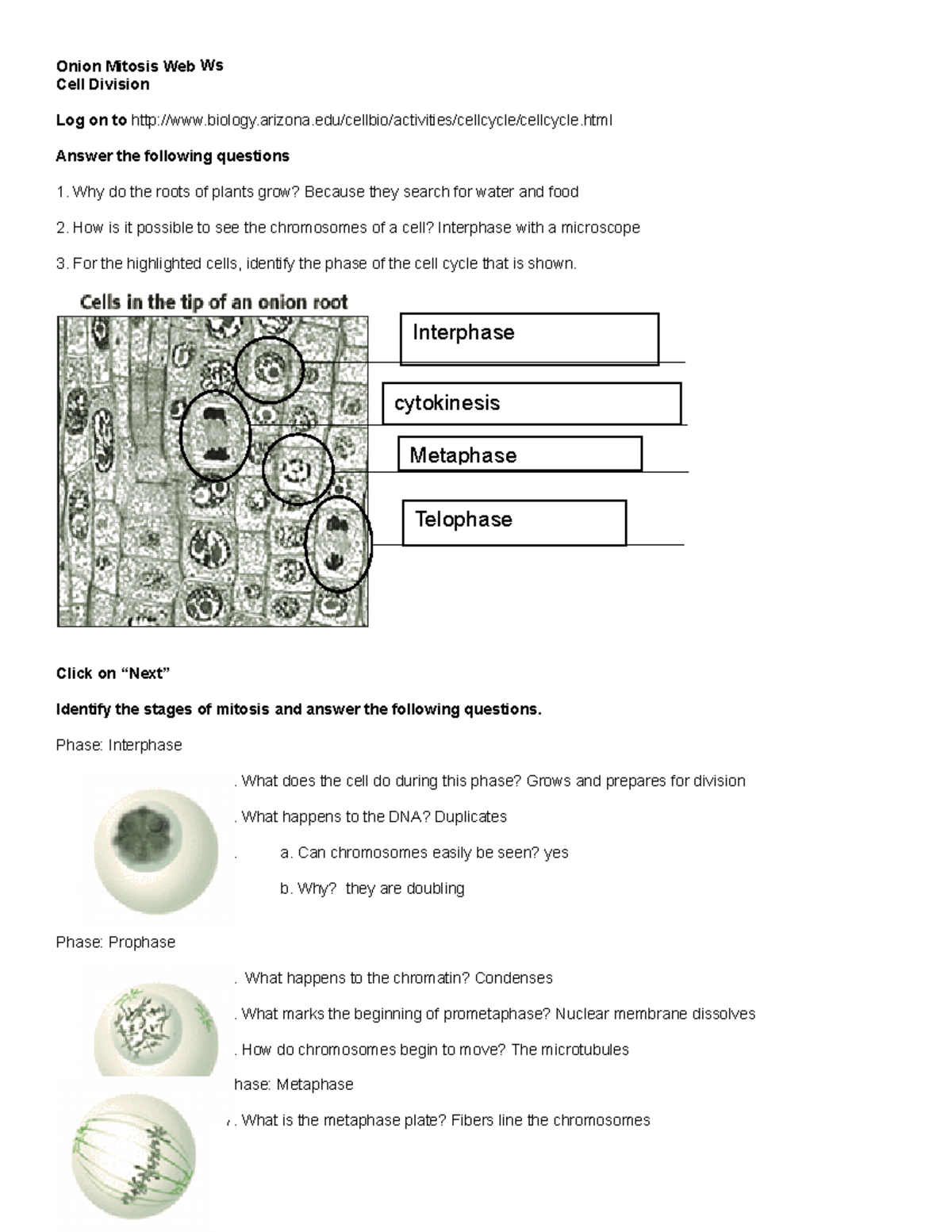Onion Mitosis Phases: Detailed Worksheet for Cell Division - Studocu, image size:1200x1553