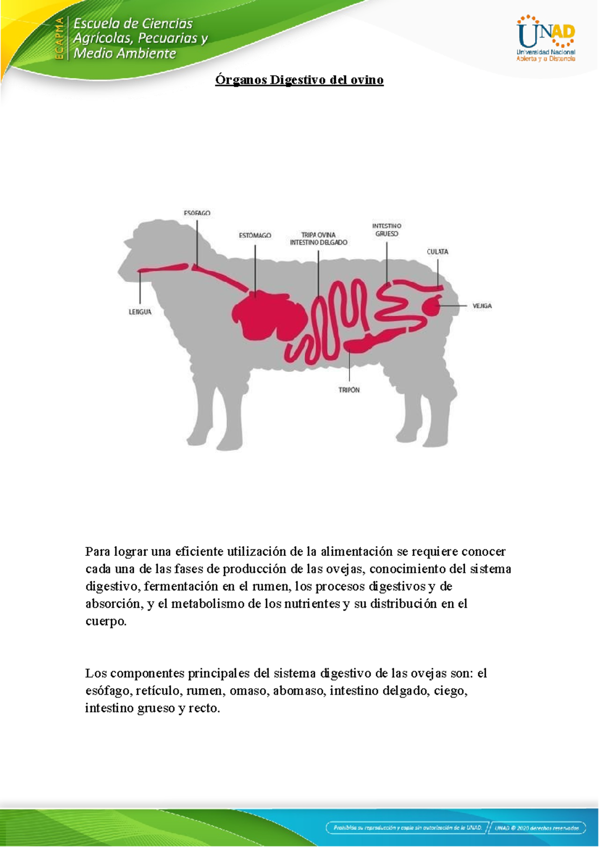 Órganos Digestivos del Ovino: Estructura y Función en la Digestión