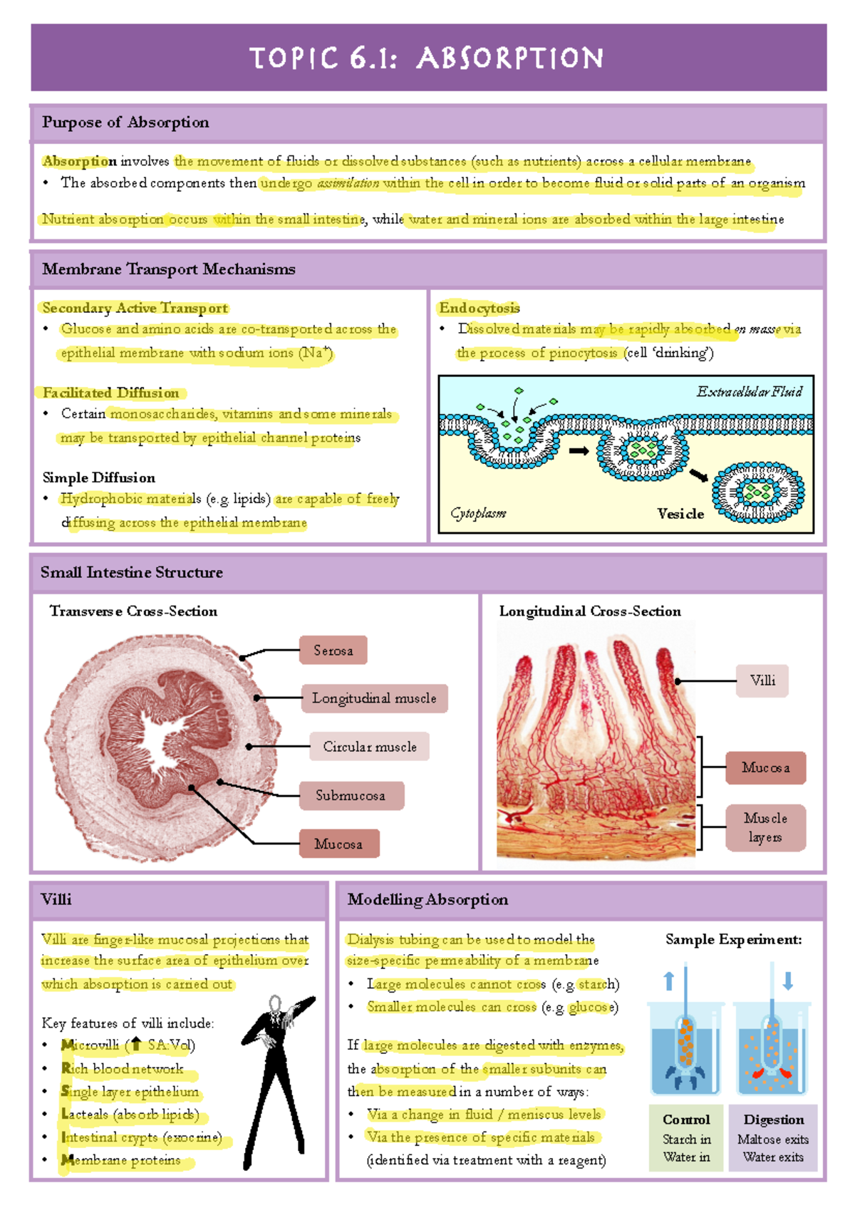 6.1 Absorption: Overview of Small Intestine Nutrient Transport - Studocu