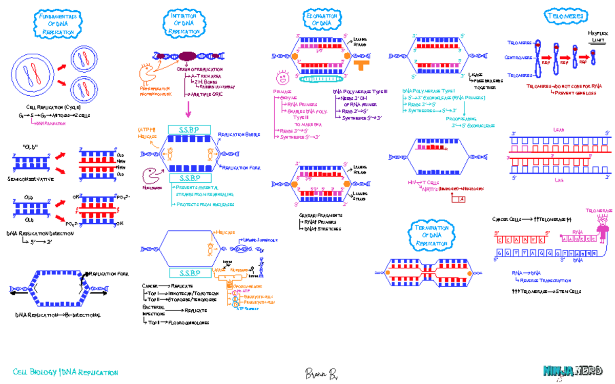 AH 8. DNA Replication - Key Concepts and Mechanisms - Studocu