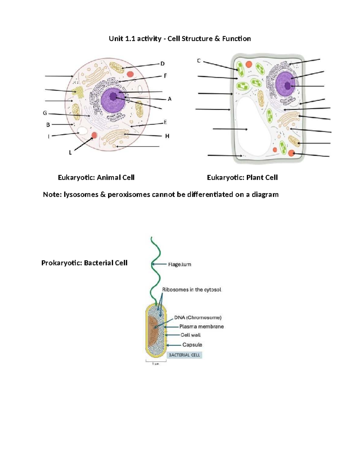Cell Structure Activity - Unit 1 activity - Cell Structure & Function ...