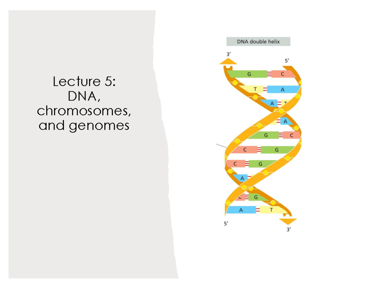 BIO101 Lecture 5: DNA Structure, Genetic Changes, and Replication ...