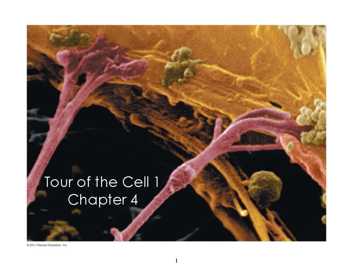 Tour of the Cell: Chapter 4 Notes (Biology F2025) - Studocu