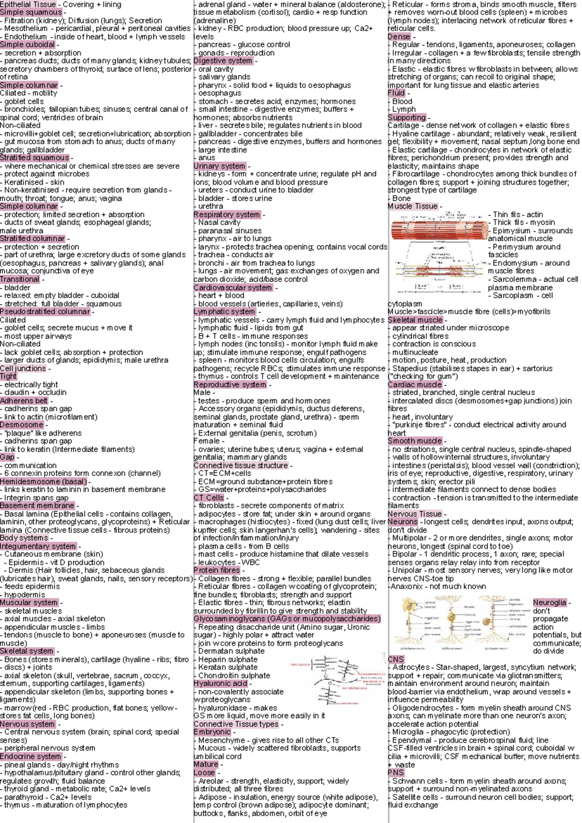 Biosci Cheat Sheet: Epithelial & Connective Tissue Overview - Studocu