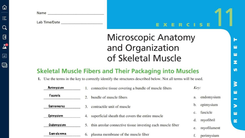 Human Anatomy Exercise 11: Muscle Tissue Structure and Function - Studocu