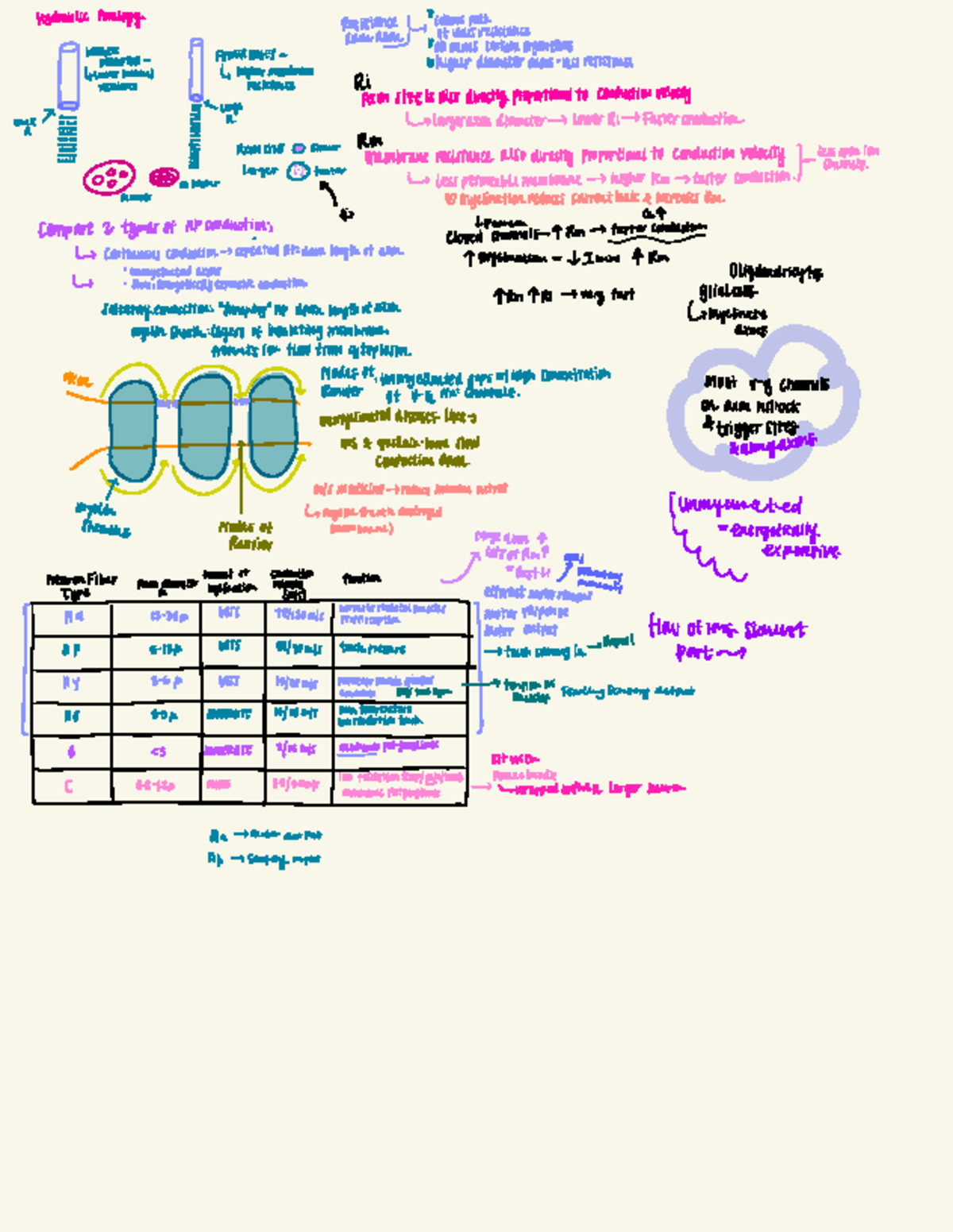 Physiology 1: Neural Conduction and Synaptic Transmission Notes - Studocu