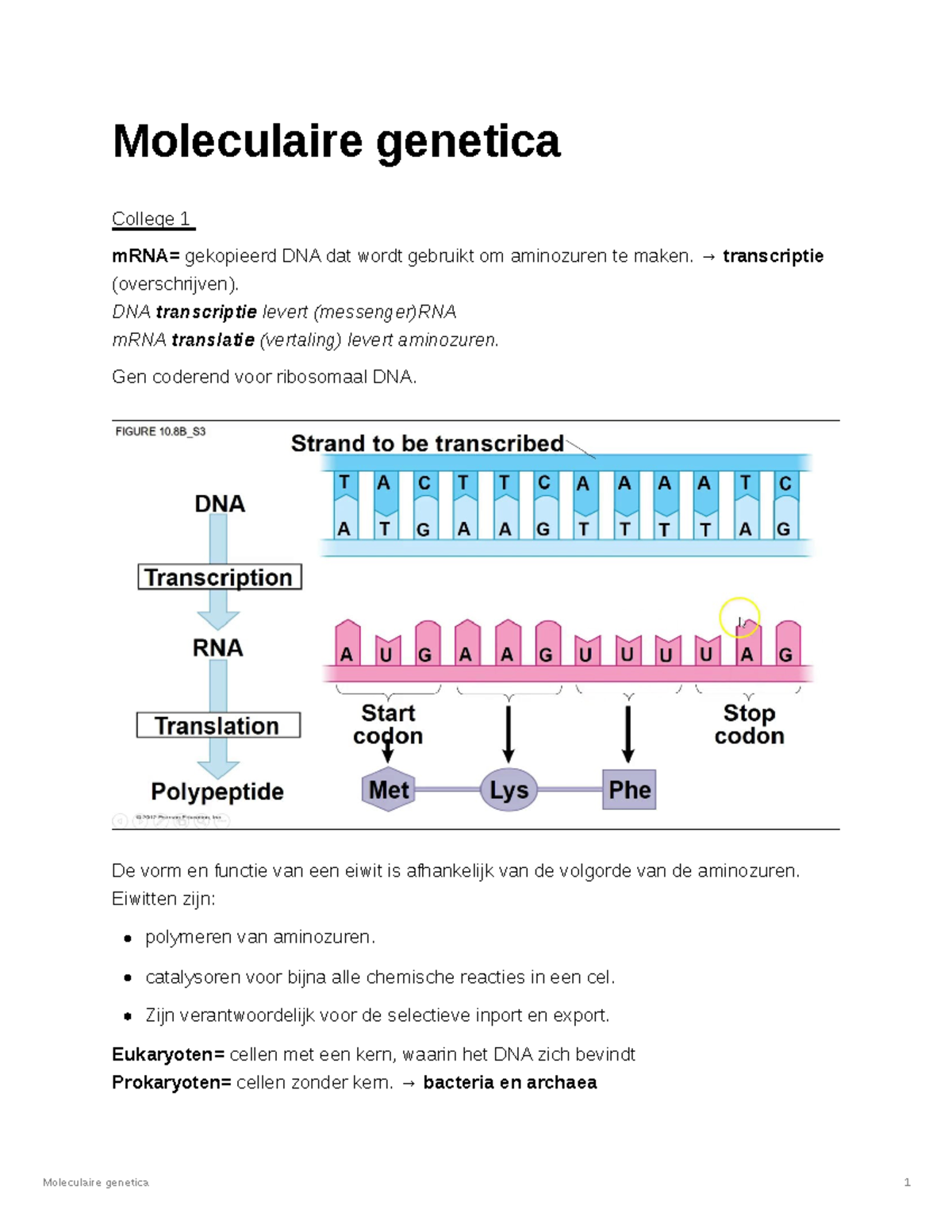 Moleculaire Genetica 1: Basisprincipes van DNA en RNA Functies ...